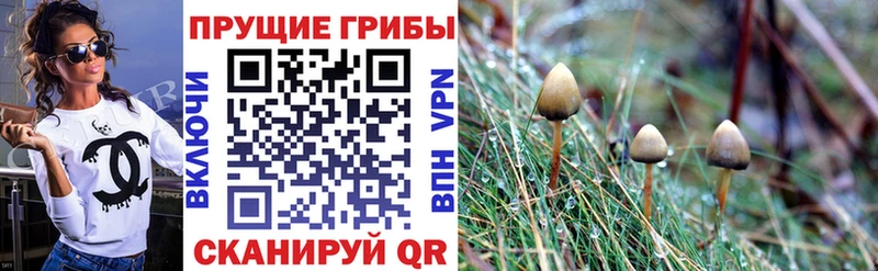 как найти закладки Магас Галлюциногенные грибы Psilocybe